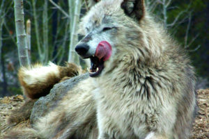 wolf, Wolves, Predator, Fw