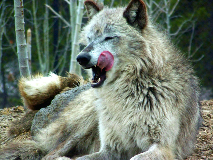 wolf, Wolves, Predator, Fw HD Wallpaper Desktop Background