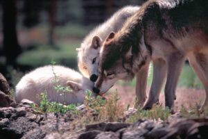 wolf, Wolves, Predator