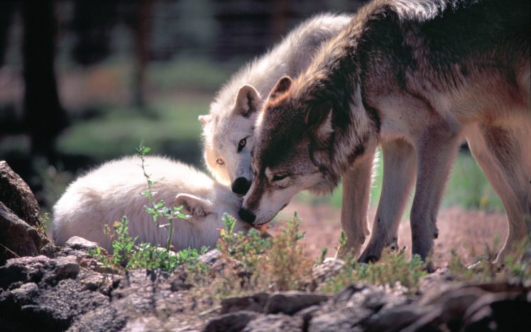 wolf, Wolves, Predator HD Wallpaper Desktop Background