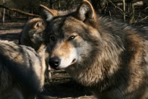 wolf, Wolves, Predator, Ru