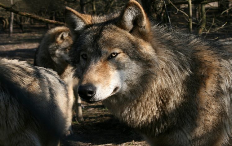 wolf, Wolves, Predator, Ru HD Wallpaper Desktop Background