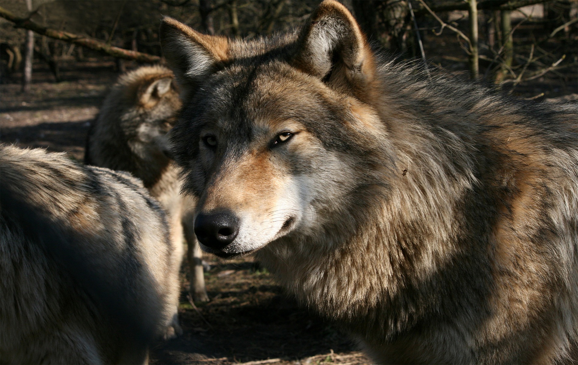 wolf, Wolves, Predator, Ru Wallpaper