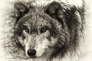 wolf, Wolves, Predator, Gj
