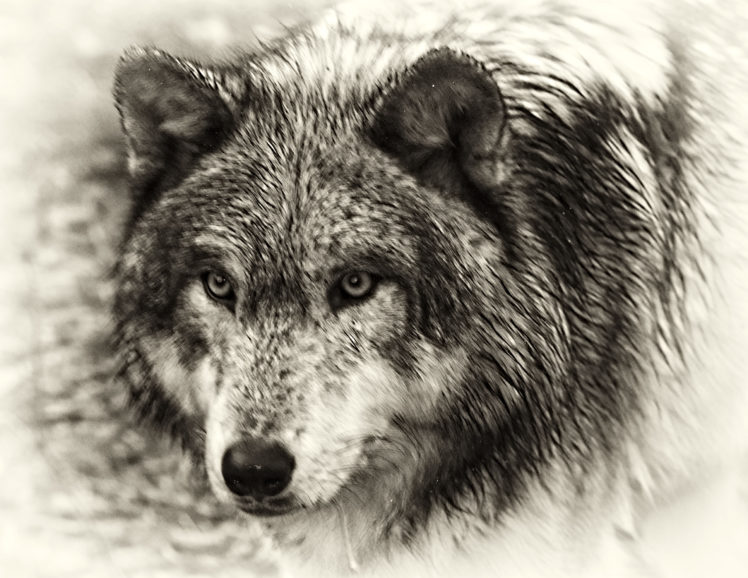 wolf, Wolves, Predator, Gj HD Wallpaper Desktop Background