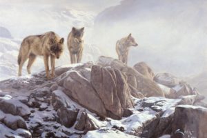 wolf, Wolves, Predator, Art, Rw