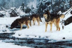 wolf, Wolves, Predator, Winter, Snow