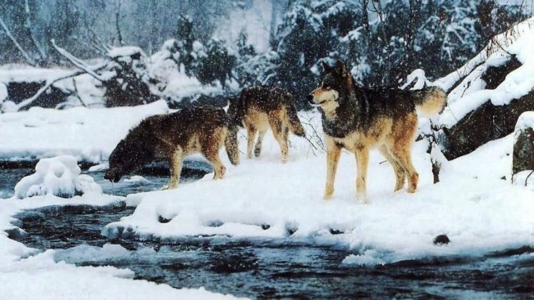 wolf, Wolves, Predator, Winter, Snow HD Wallpaper Desktop Background
