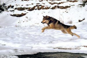 wolf, Wolves, Predator, Winter, Snow