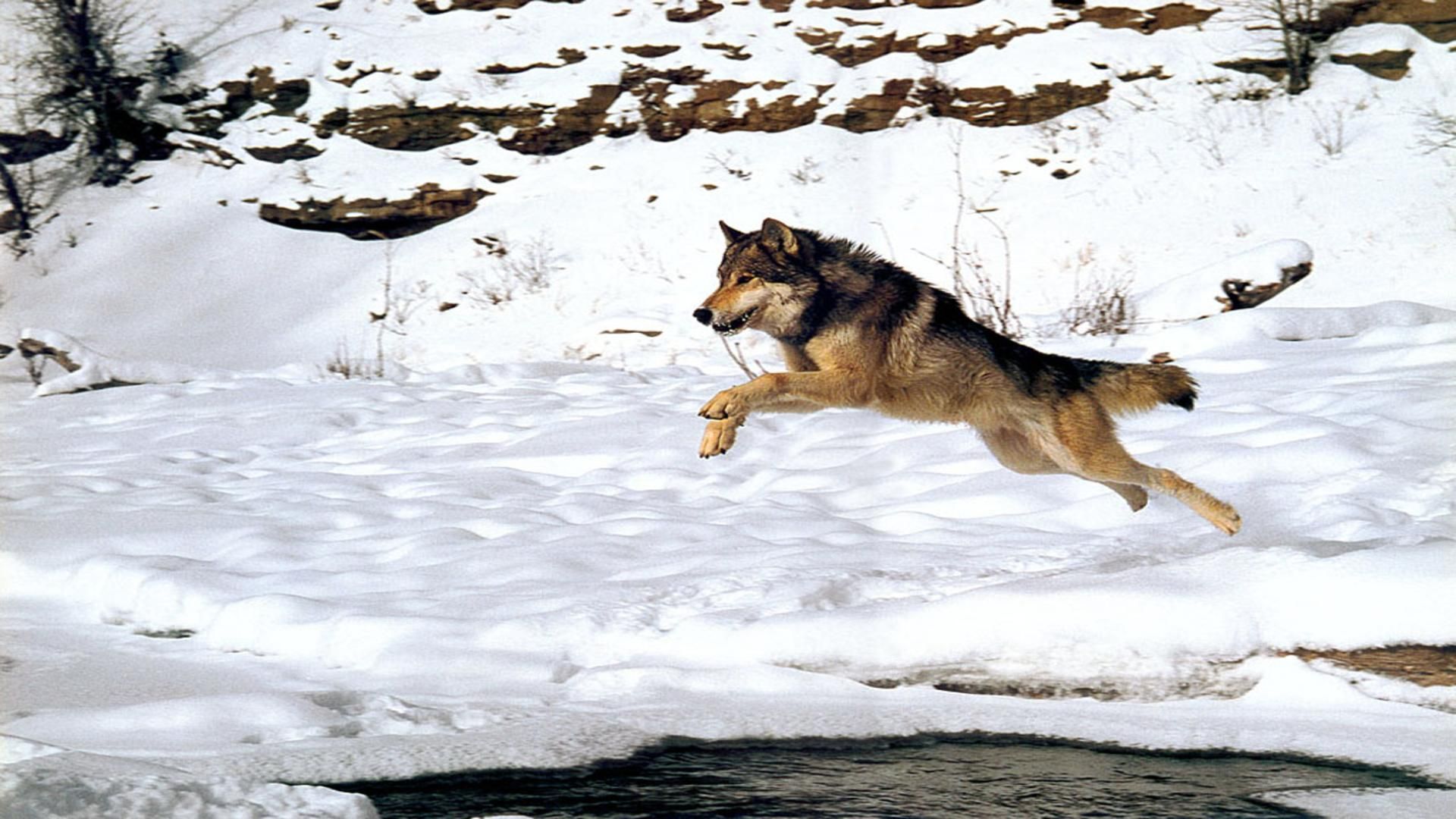 wolf, Wolves, Predator, Winter, Snow Wallpaper