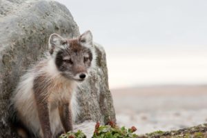 arctic, Fox, Stone