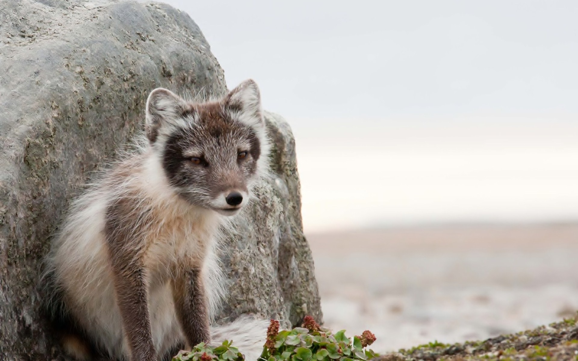 arctic, Fox, Stone Wallpaper