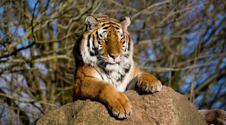 amur, Tiger, Tiger, Wild, Cat, Muzzle, Vacation HD Wallpaper Desktop Background