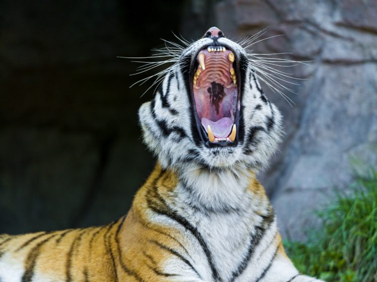 big, Cats, Tiger HD Wallpaper Desktop Background