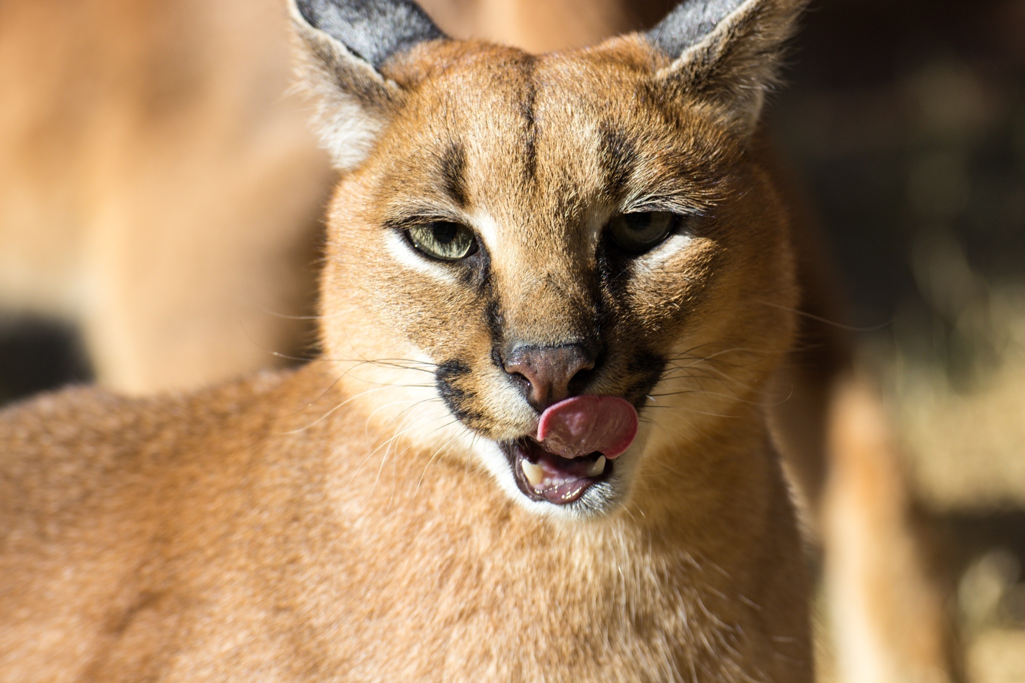 caracal, Wild, Cat, Face, Tongue Wallpaper