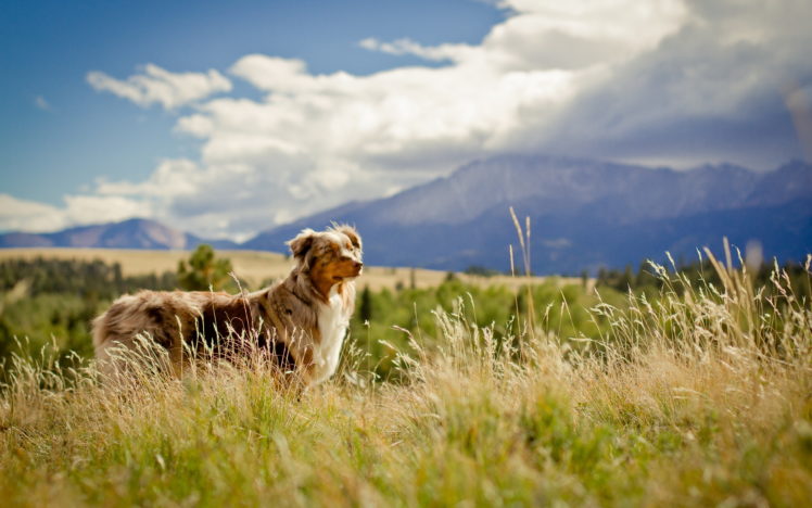 dogs, Australian, Shepherd, Grass, Animals HD Wallpaper Desktop Background