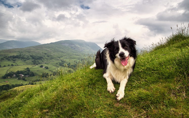 dogs, Grass, Animals HD Wallpaper Desktop Background