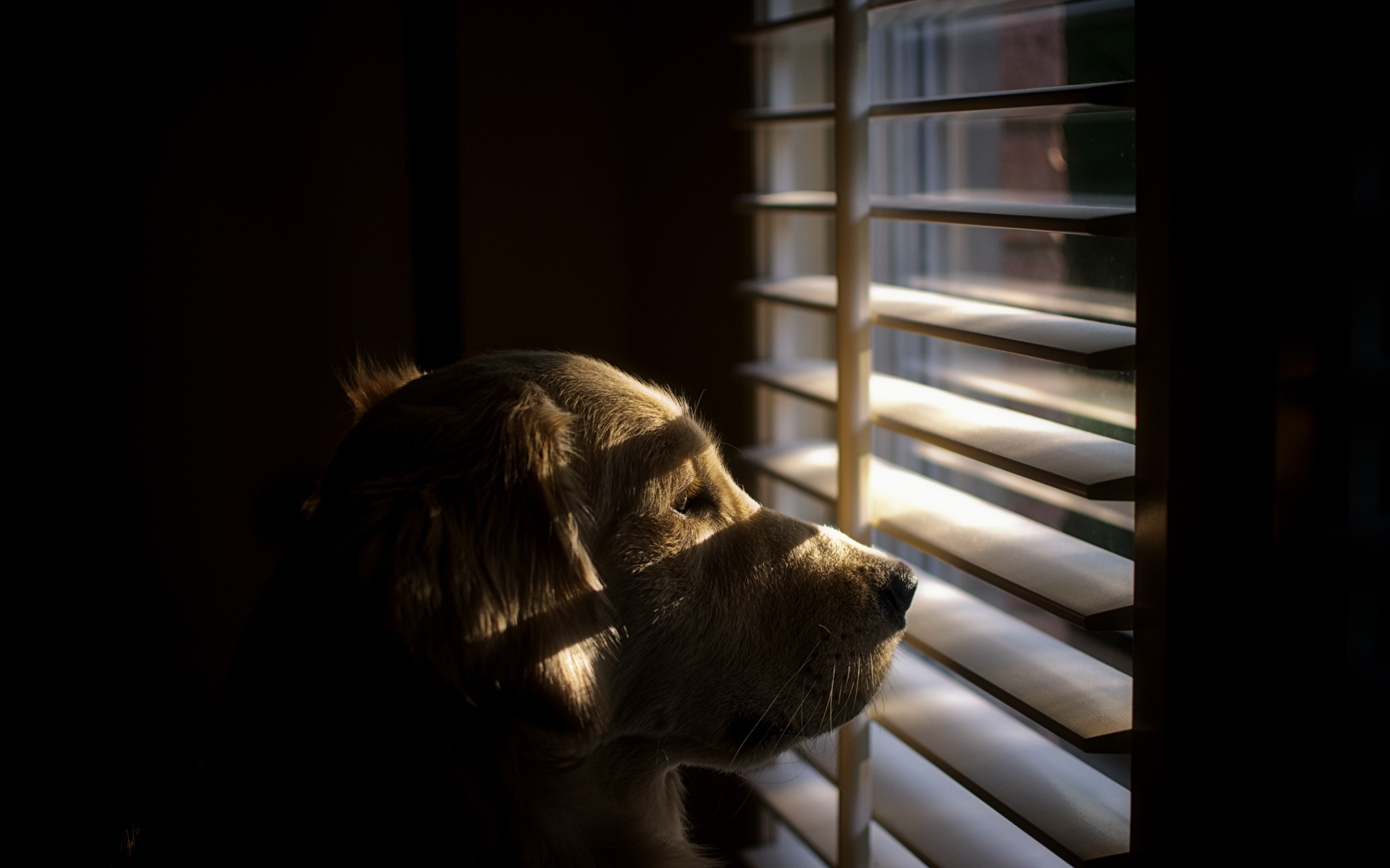dogs, Retriever, Window, Mood Wallpaper