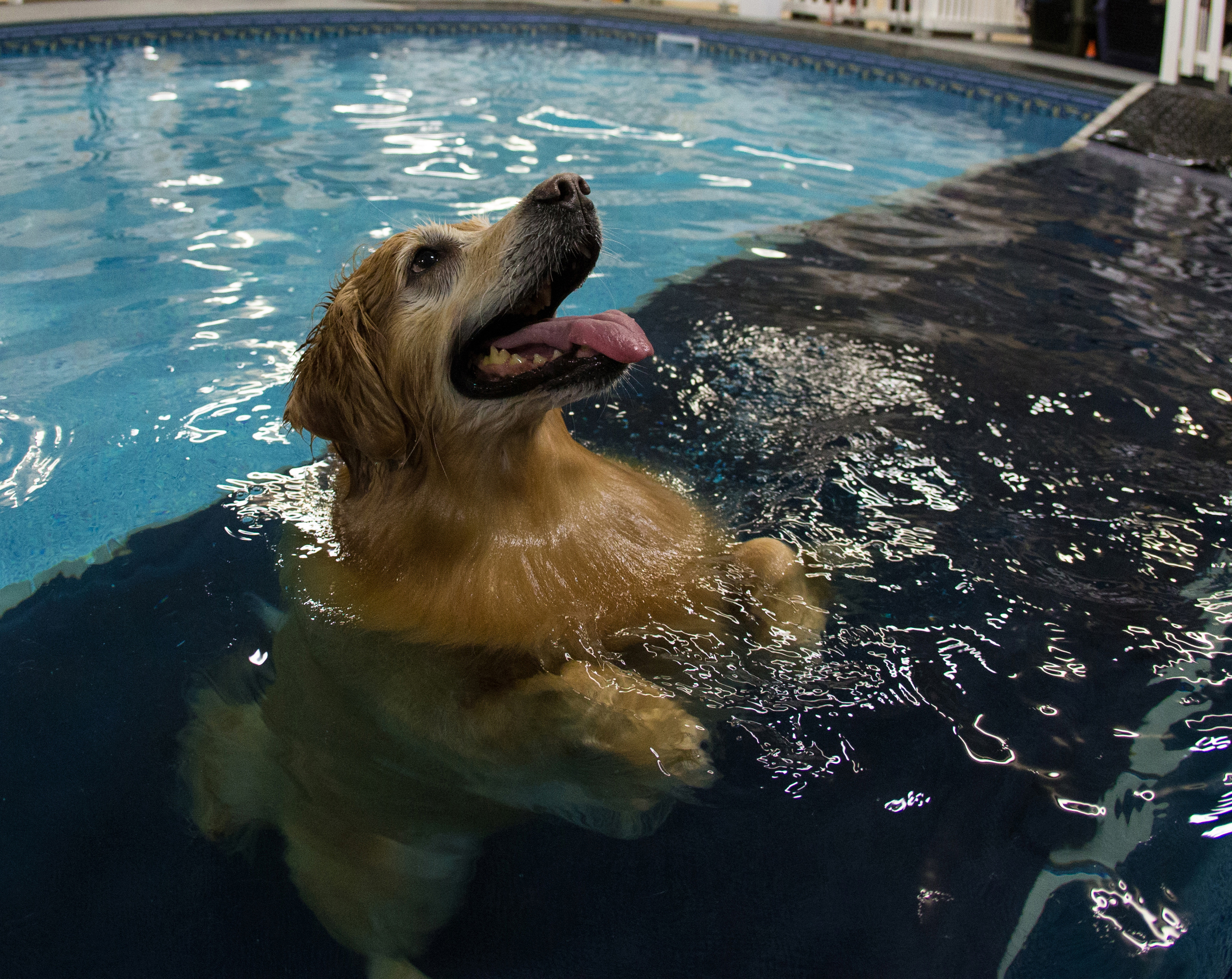 dogs, Water, Retriever, Pools, Animals Wallpaper