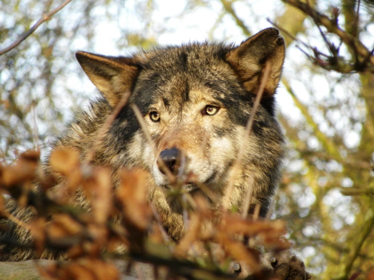 eurasian, Wolf, Wolves HD Wallpaper Desktop Background