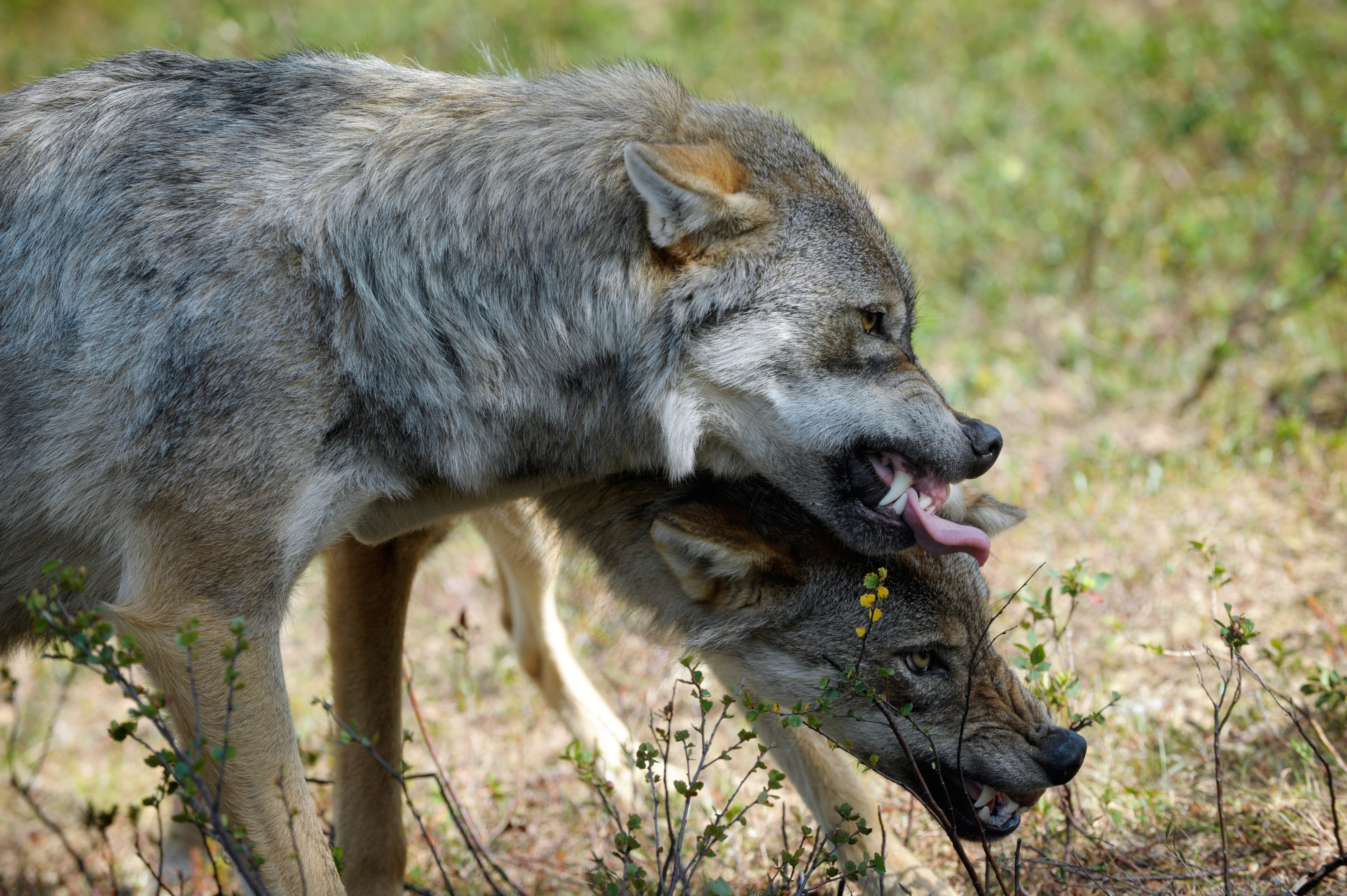 eurasian, Wolf, Wolves Wallpaper