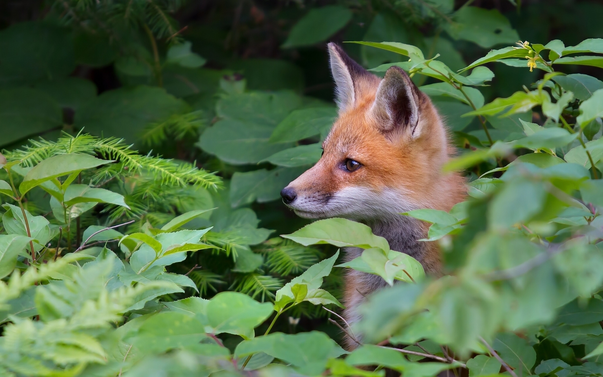 foxes, Fox Wallpaper