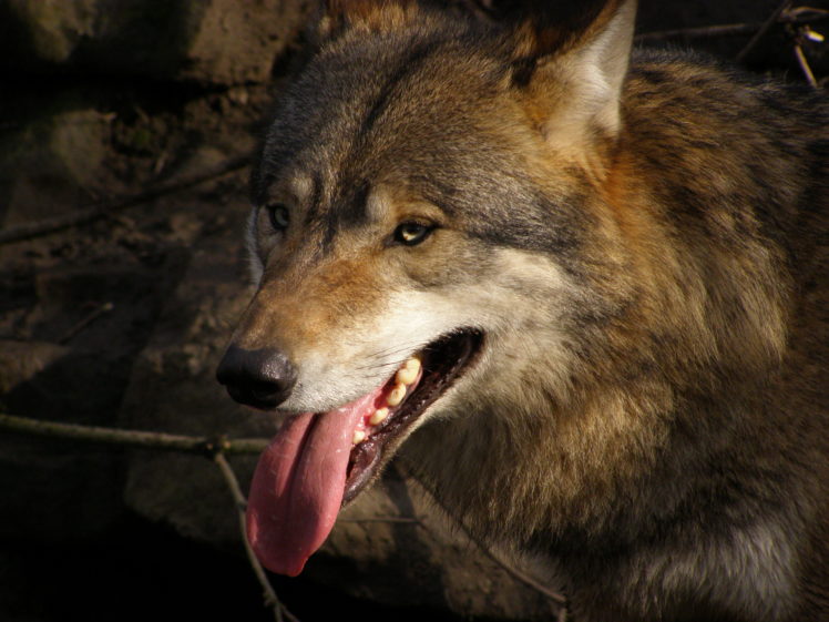 gray, Wolf, Wolves HD Wallpaper Desktop Background
