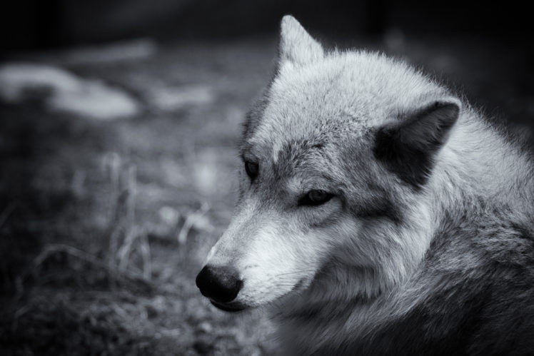 gray, Wolf, Wolves HD Wallpaper Desktop Background
