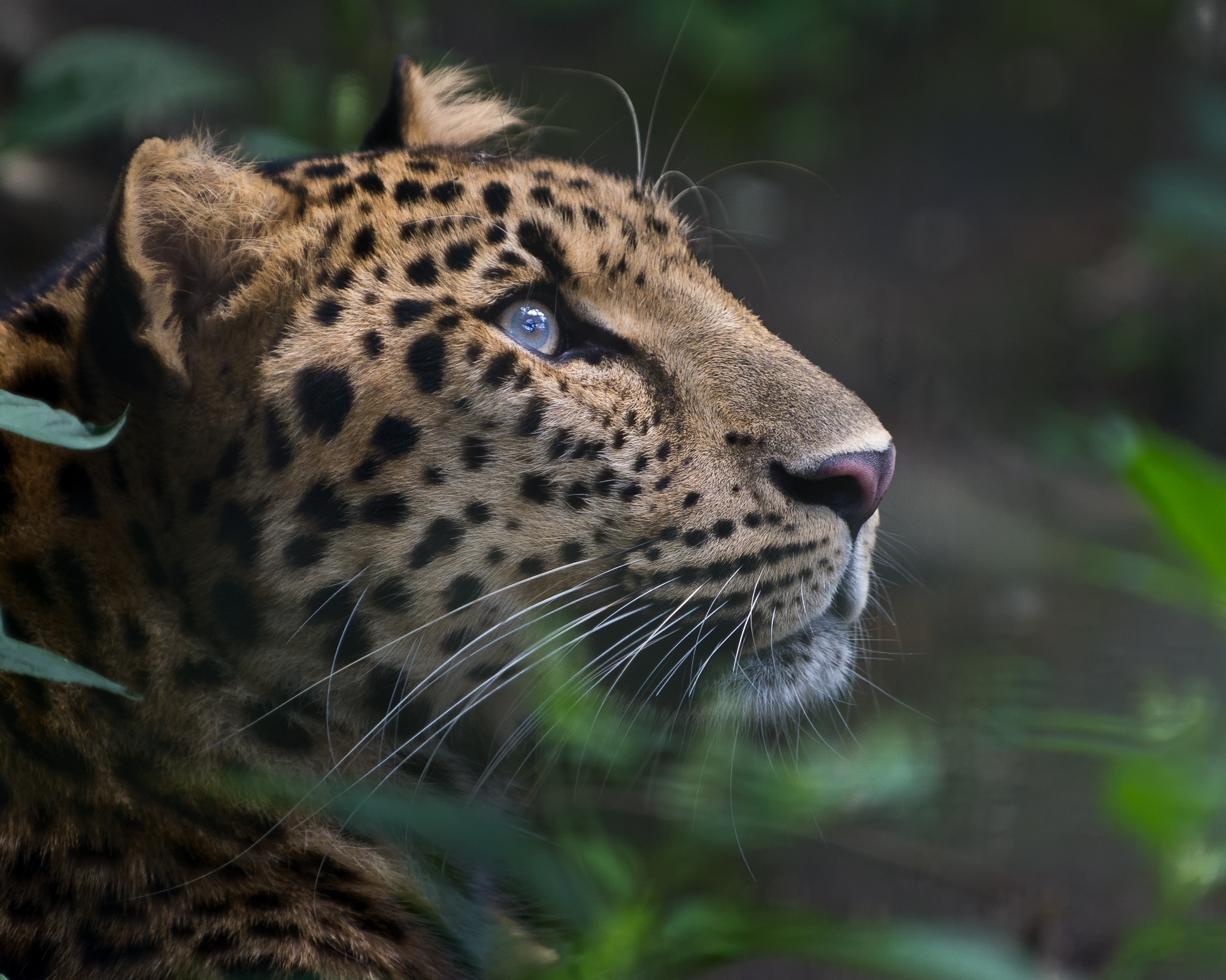 leopard, Wild, Cat, Face, Profile Wallpaper