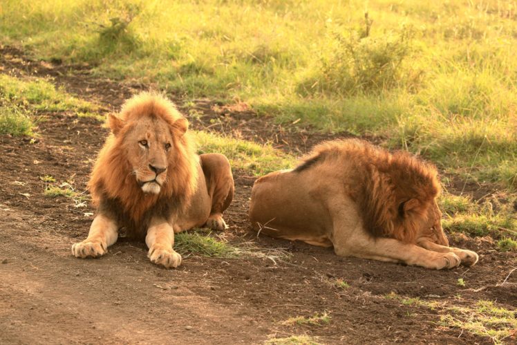 lion, Predator HD Wallpaper Desktop Background