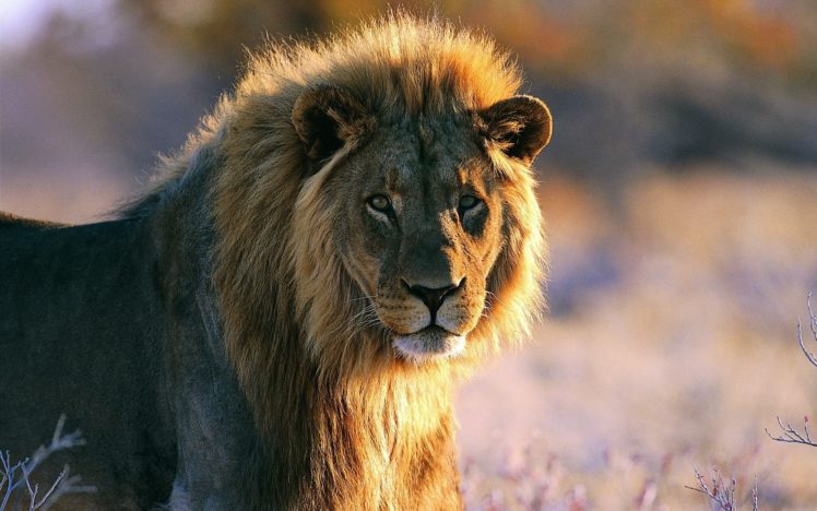 lion, Predator HD Wallpaper Desktop Background