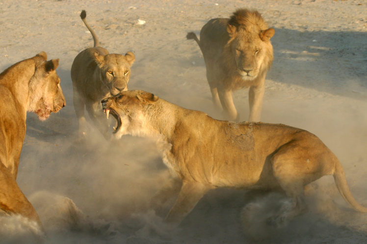 lion, Predator, Battle HD Wallpaper Desktop Background