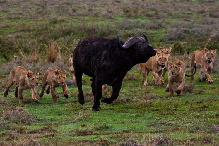 lion, Predator, Battle, Cow, Buffalo HD Wallpaper Desktop Background