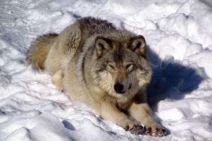 north, American, Timber, Wolf, Snow, Wolves, Winter