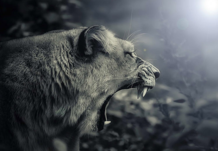 predator, Teeth, Jaws, Teeth, Lion HD Wallpaper Desktop Background