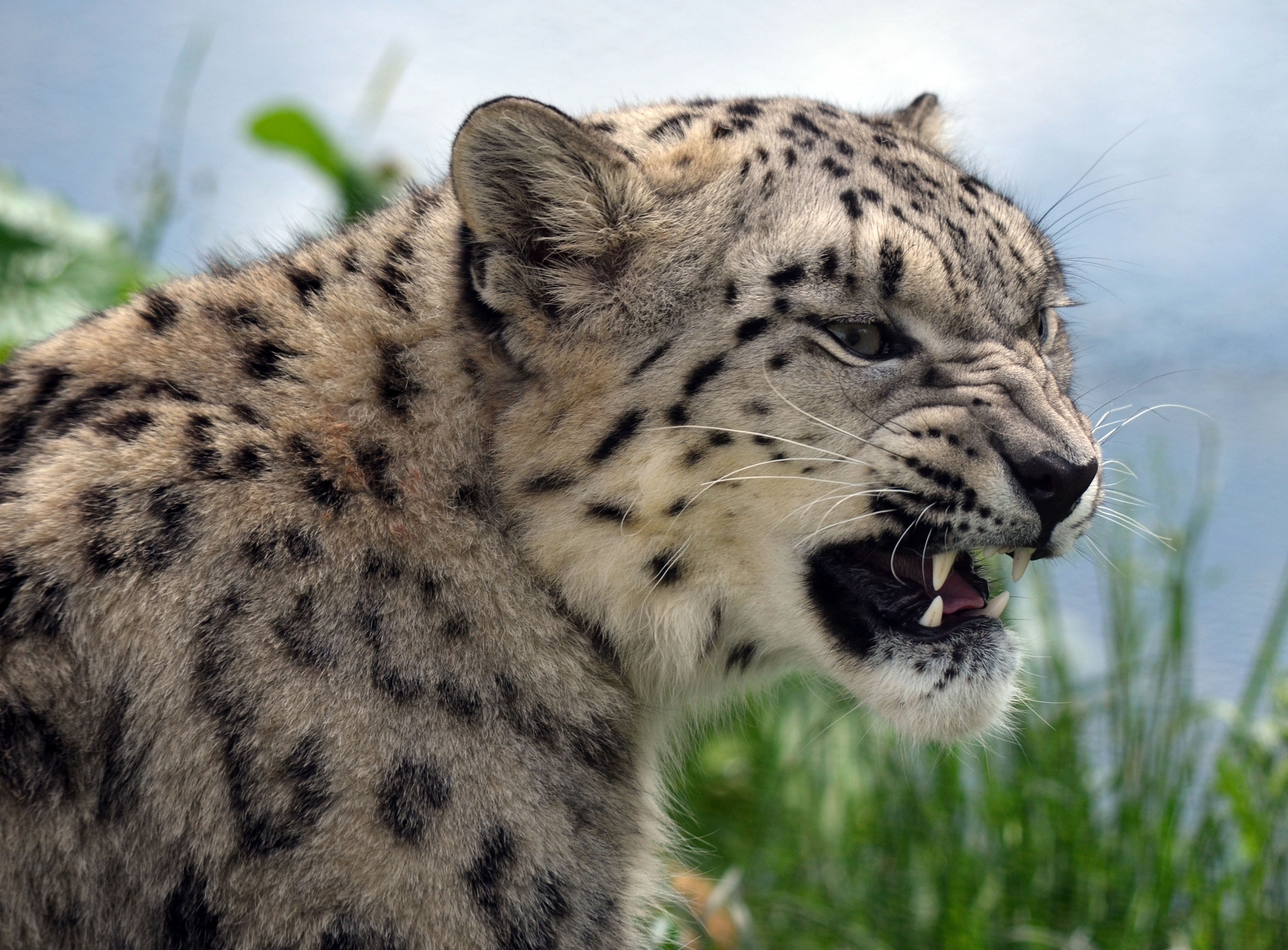 snow, Leopard Wallpaper