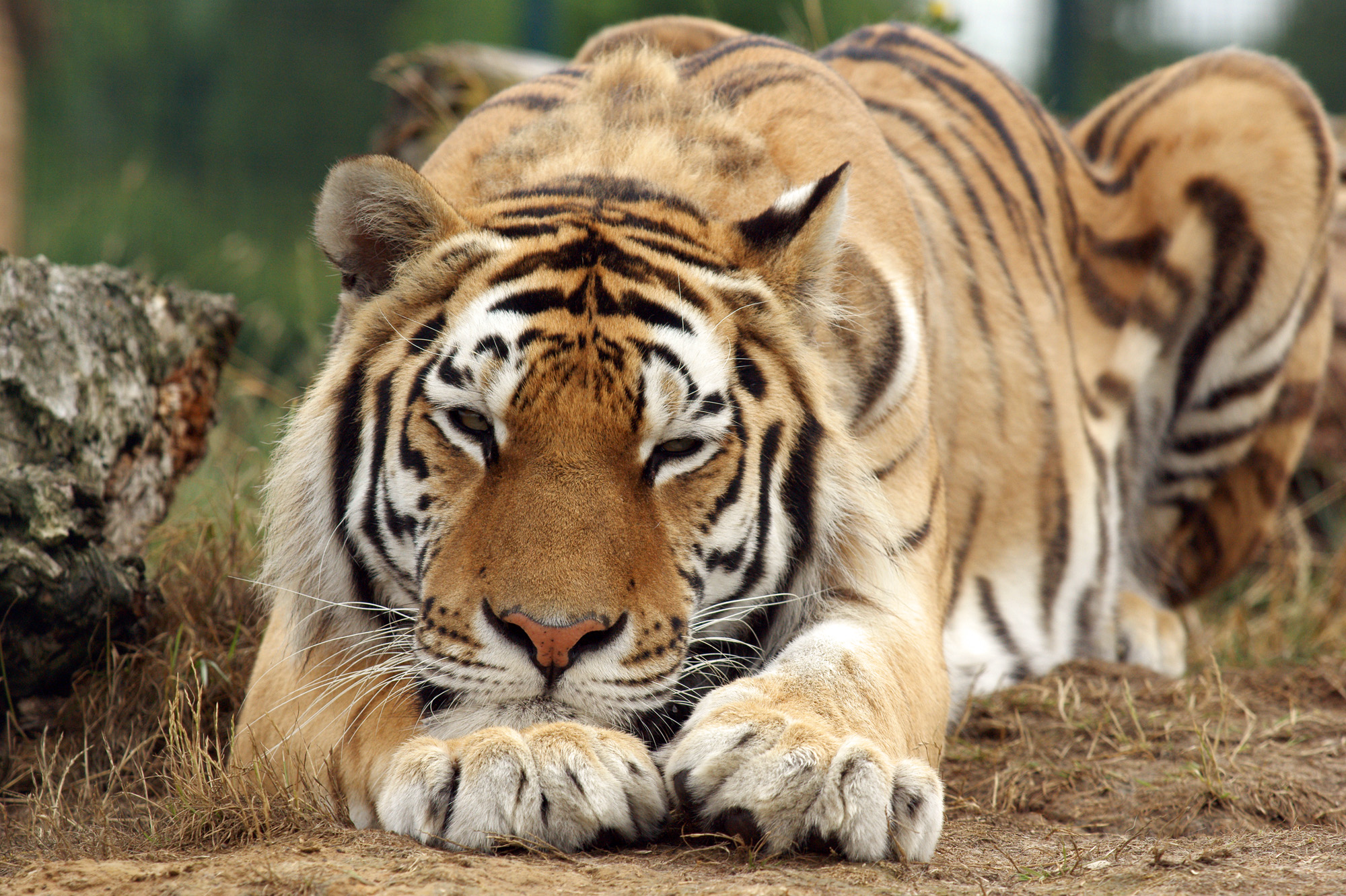 Наблюдая тигра