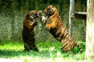 tiger, Predator, Battle