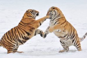 tiger, Predator, Battle