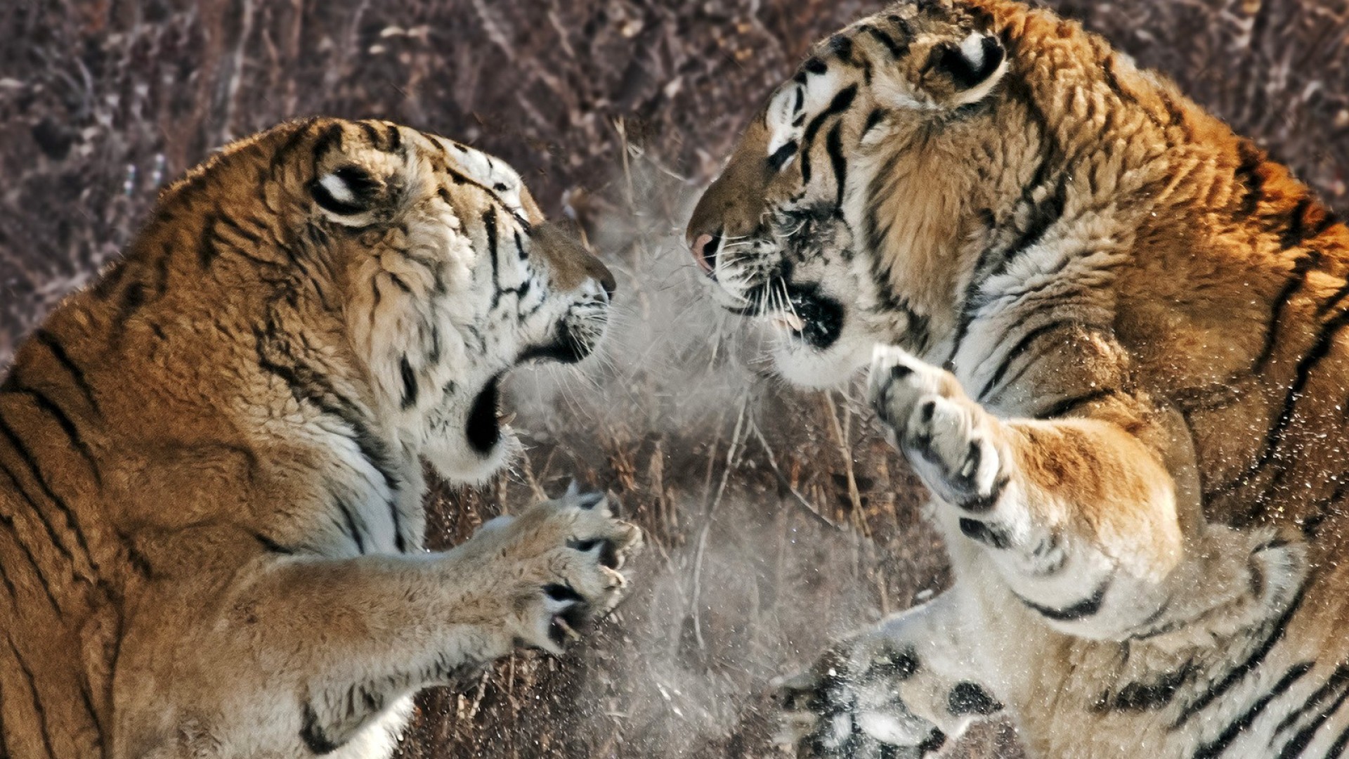 tiger, Predator, Battle, Winter Wallpaper