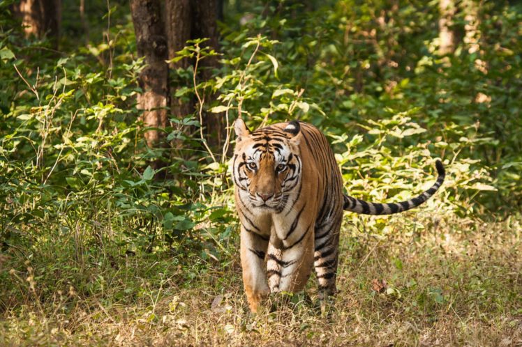 tiger, Predator, Forest HD Wallpaper Desktop Background