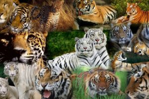 tiger, Predator, Leopard, Lion, Jaguar, Cheetah