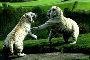 tiger, Predator, Battle, Lion, Liger