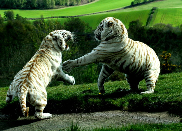 tiger, Predator, Battle, Lion, Liger HD Wallpaper Desktop Background
