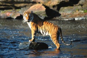 tiger, Predator, River