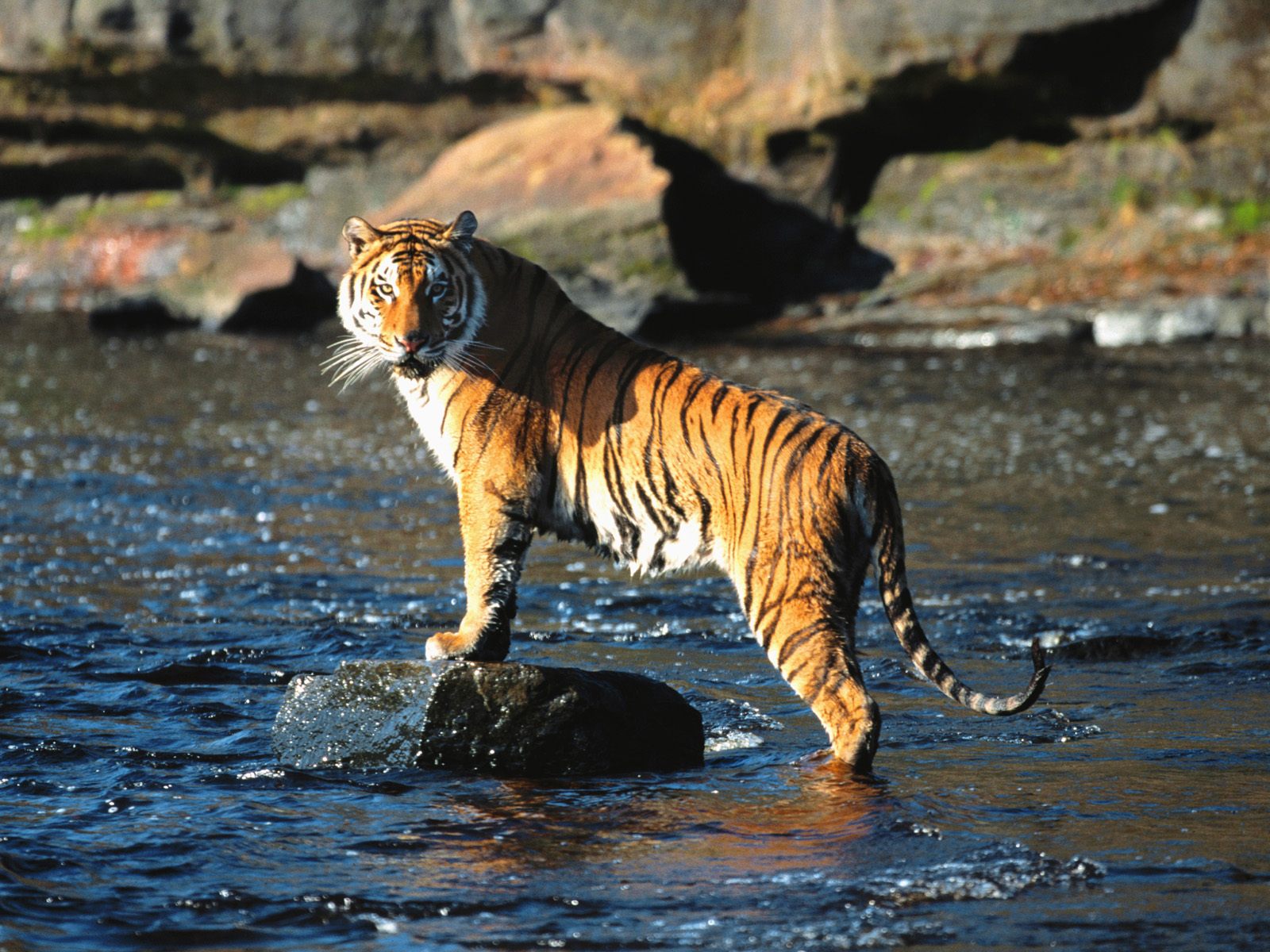 tiger, Predator, River Wallpaper