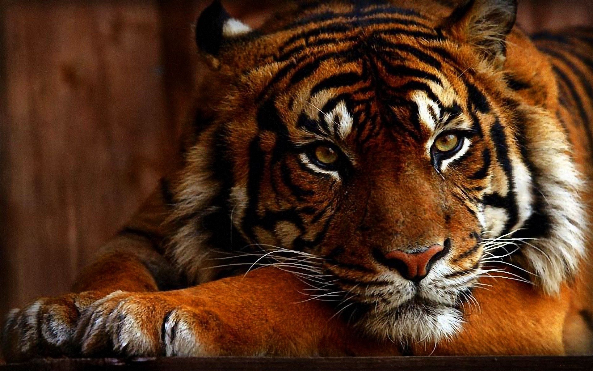 tiger, Predator, Head, Face Wallpaper