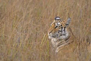 tiger, Wild, Cat, Face, Profile, Grass, Camouflage