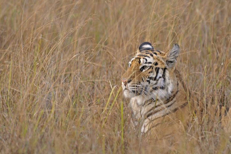 tiger, Wild, Cat, Face, Profile, Grass, Camouflage HD Wallpaper Desktop Background