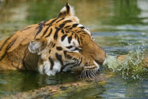 tiger, Wild, Cat, Muzzle, Swimming, Water, Water, Spray
